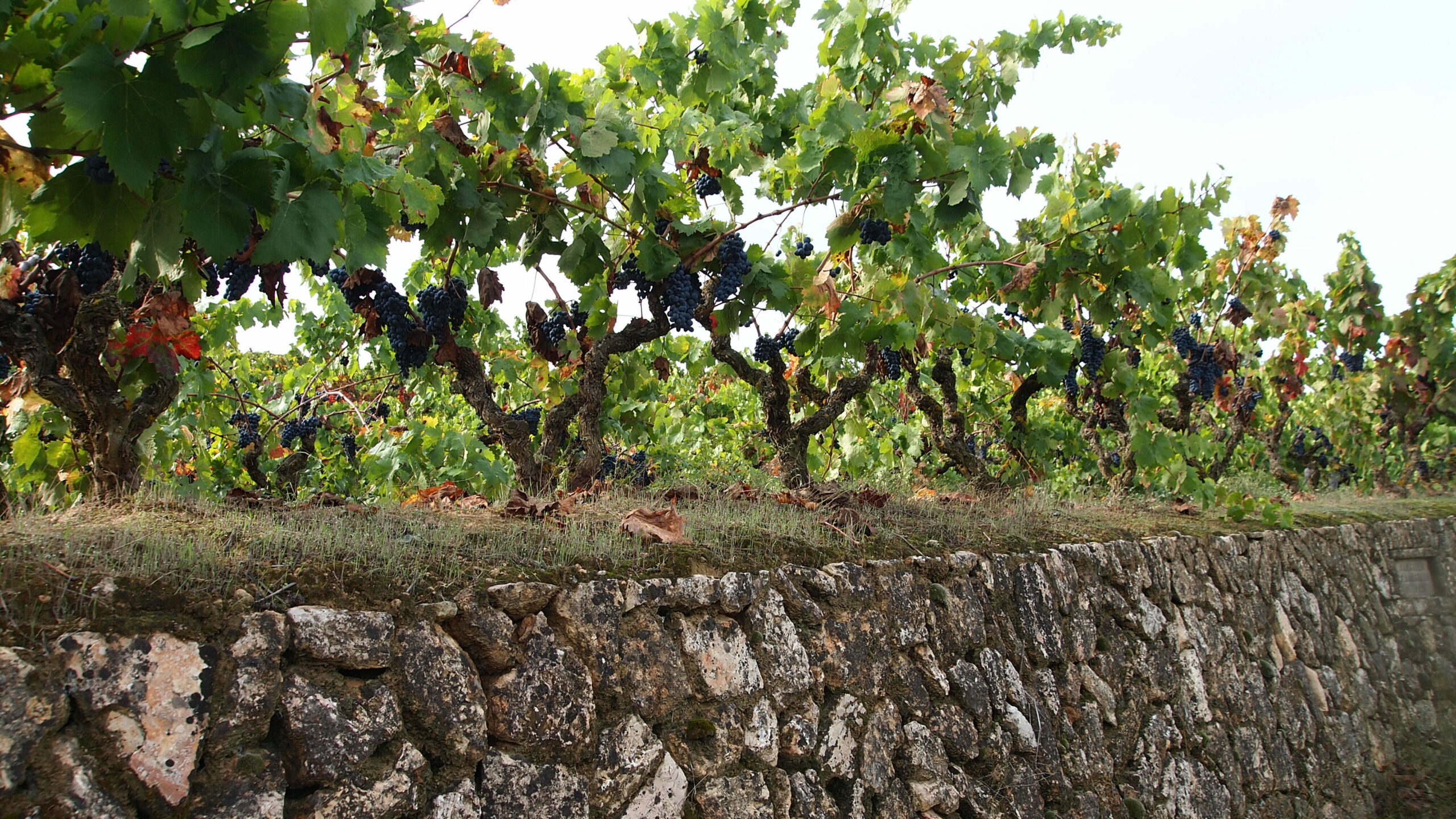 Vinya ecològica celler la Placeta