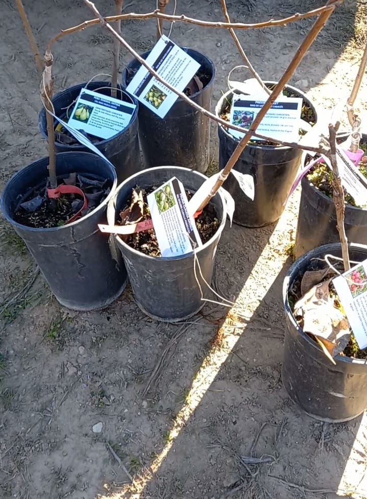 Recuperació, retorn i custòdia d’arbres fruiters tradicionals del Priorat